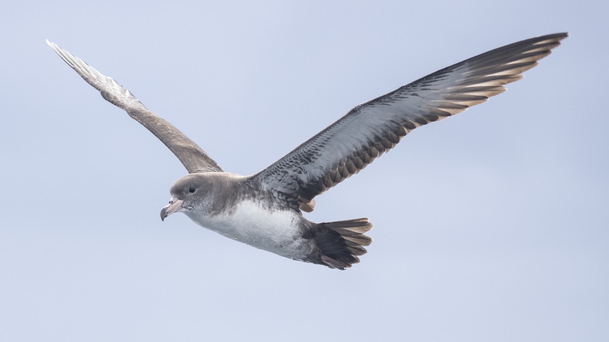 Pink-footed Shearwater - ML619244472