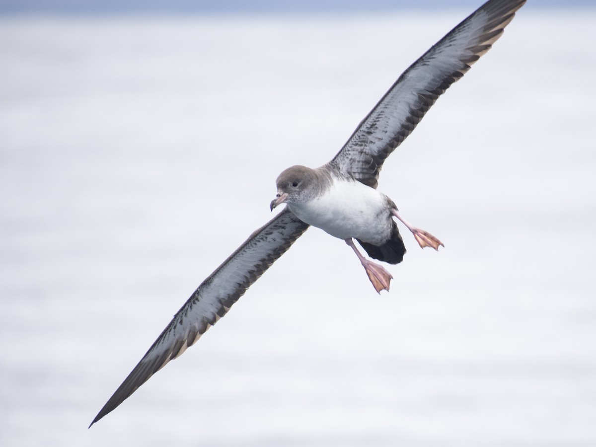 Pink-footed Shearwater - ML619244473