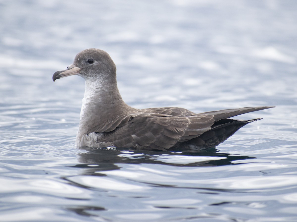 Pink-footed Shearwater - ML619244474