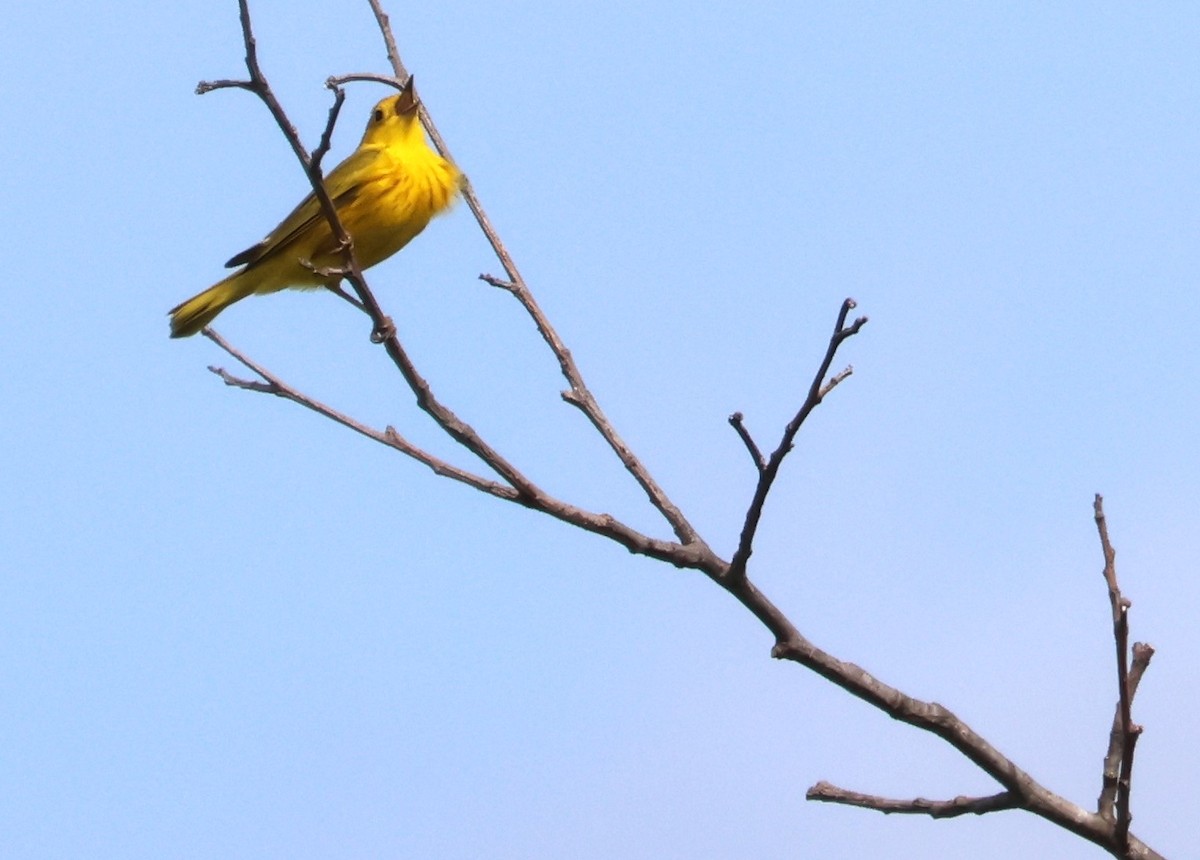 Yellow Warbler - ML619244513