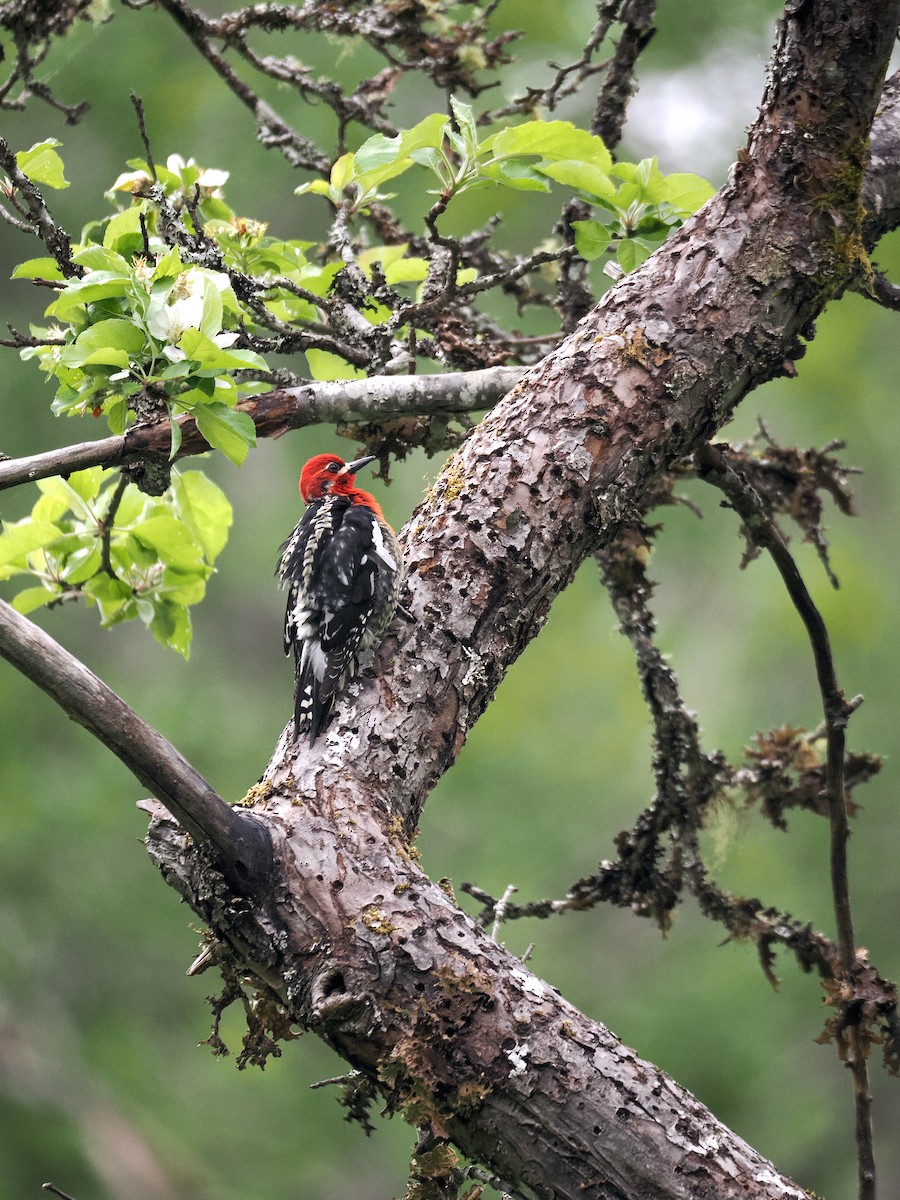 Red-breasted Sapsucker - ML619244539