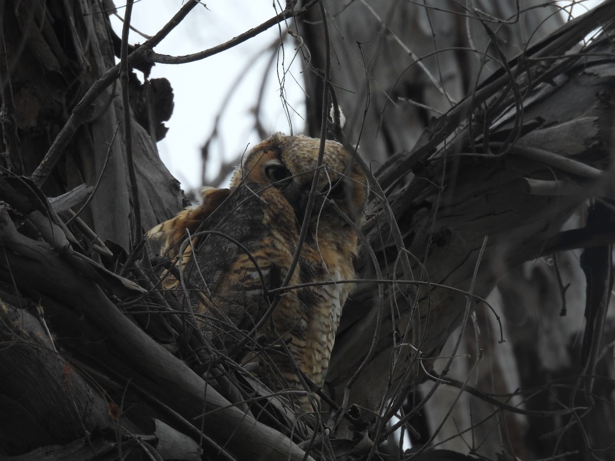 Great Horned Owl - ML619244548