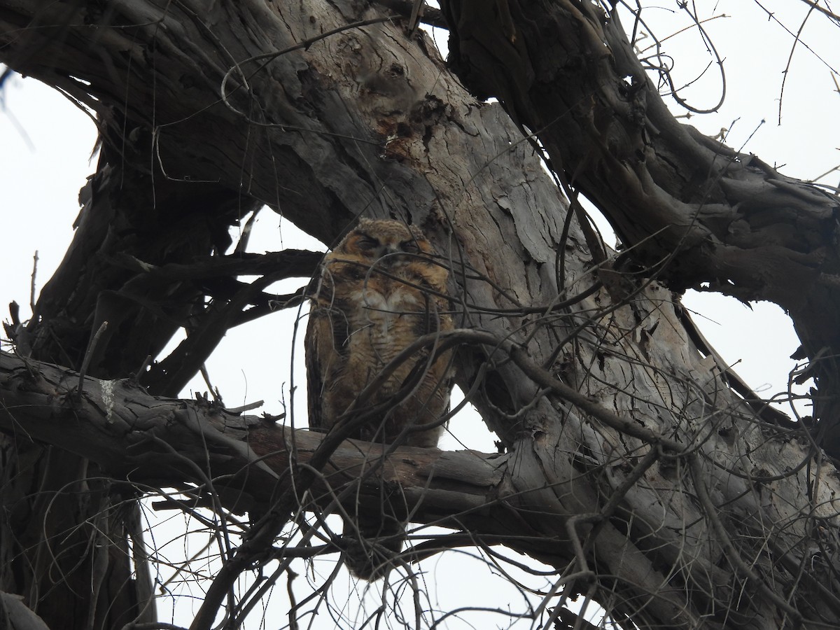 Great Horned Owl - ML619244549
