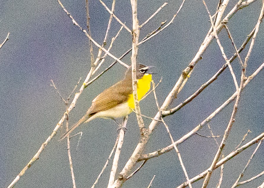 Yellow-breasted Chat - ML619244550