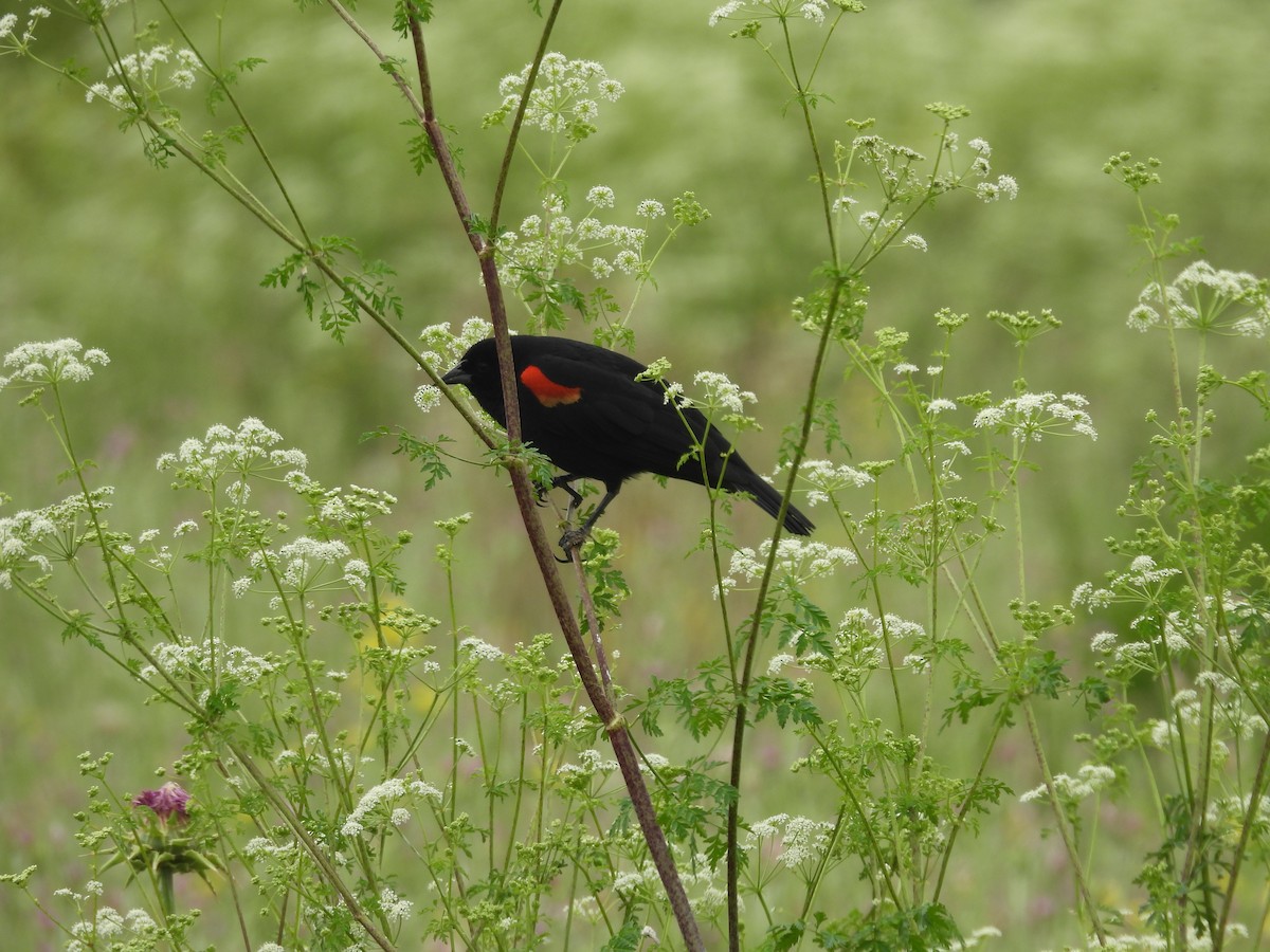Red-winged Blackbird - ML619244581
