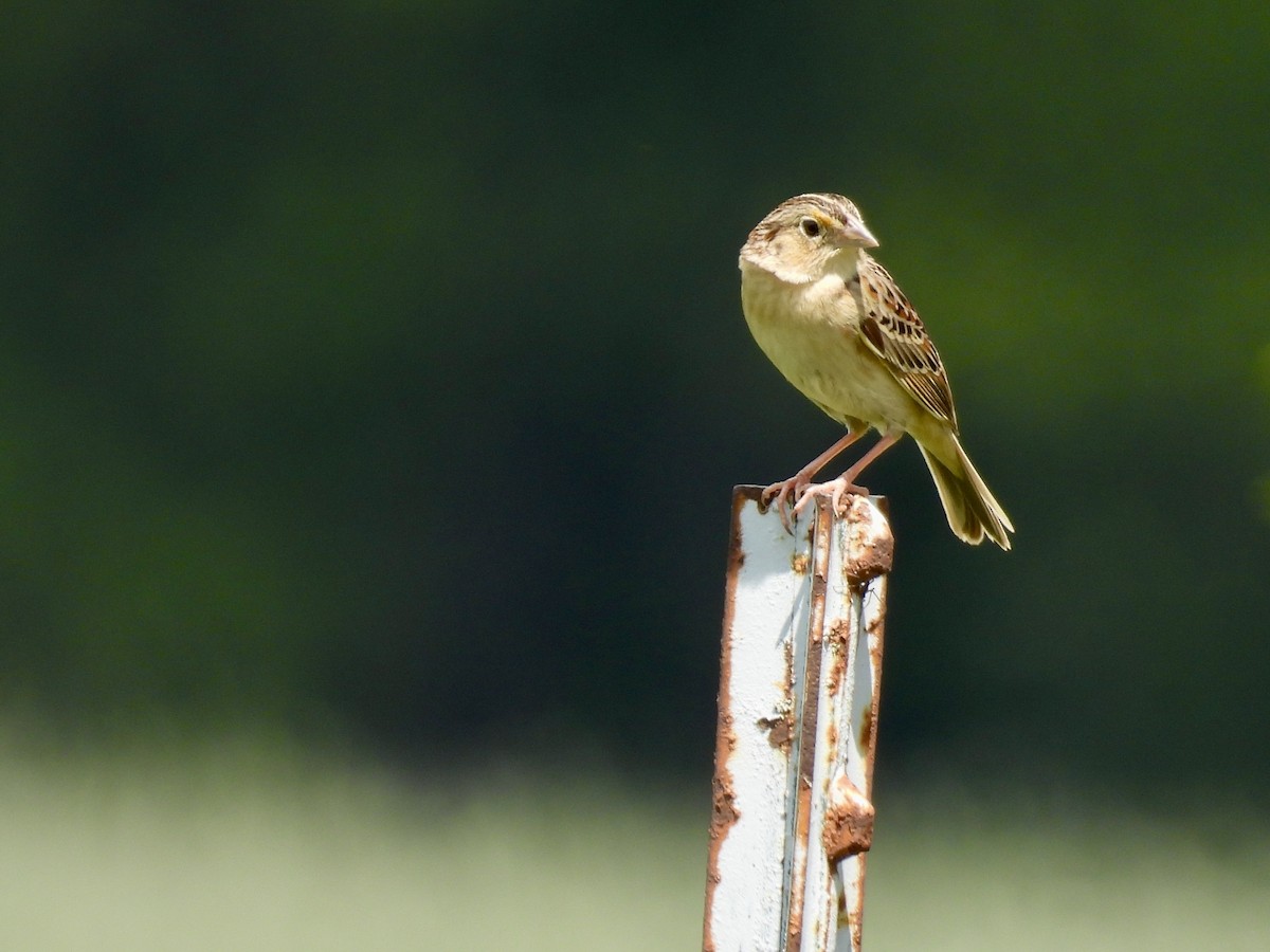 Grasshopper Sparrow - ML619244620