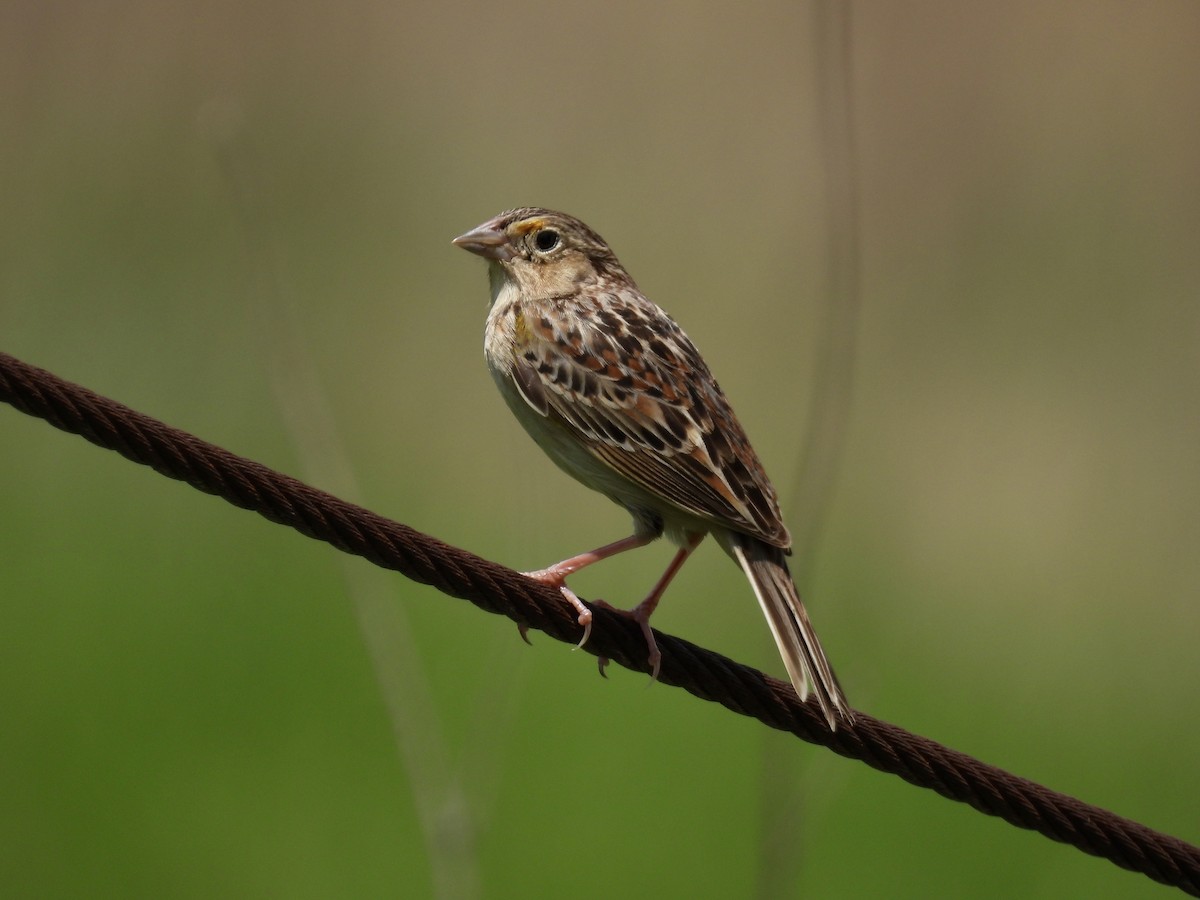 Grasshopper Sparrow - ML619244621