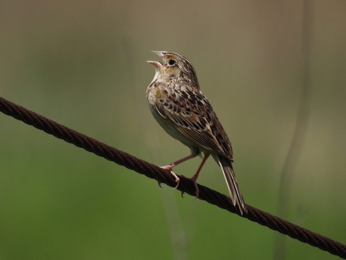 Grasshopper Sparrow - ML619244622