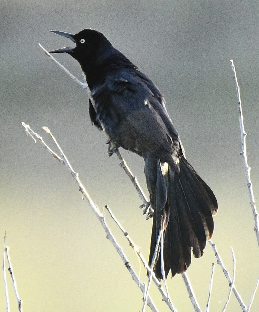 Great-tailed Grackle - ML619244637