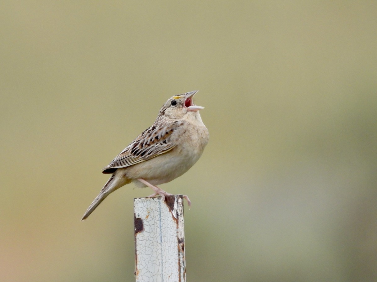 Grasshopper Sparrow - ML619244647