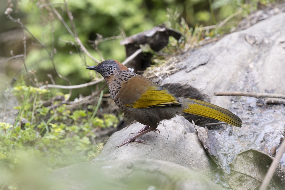 Chestnut-crowned Laughingthrush - ML619244685