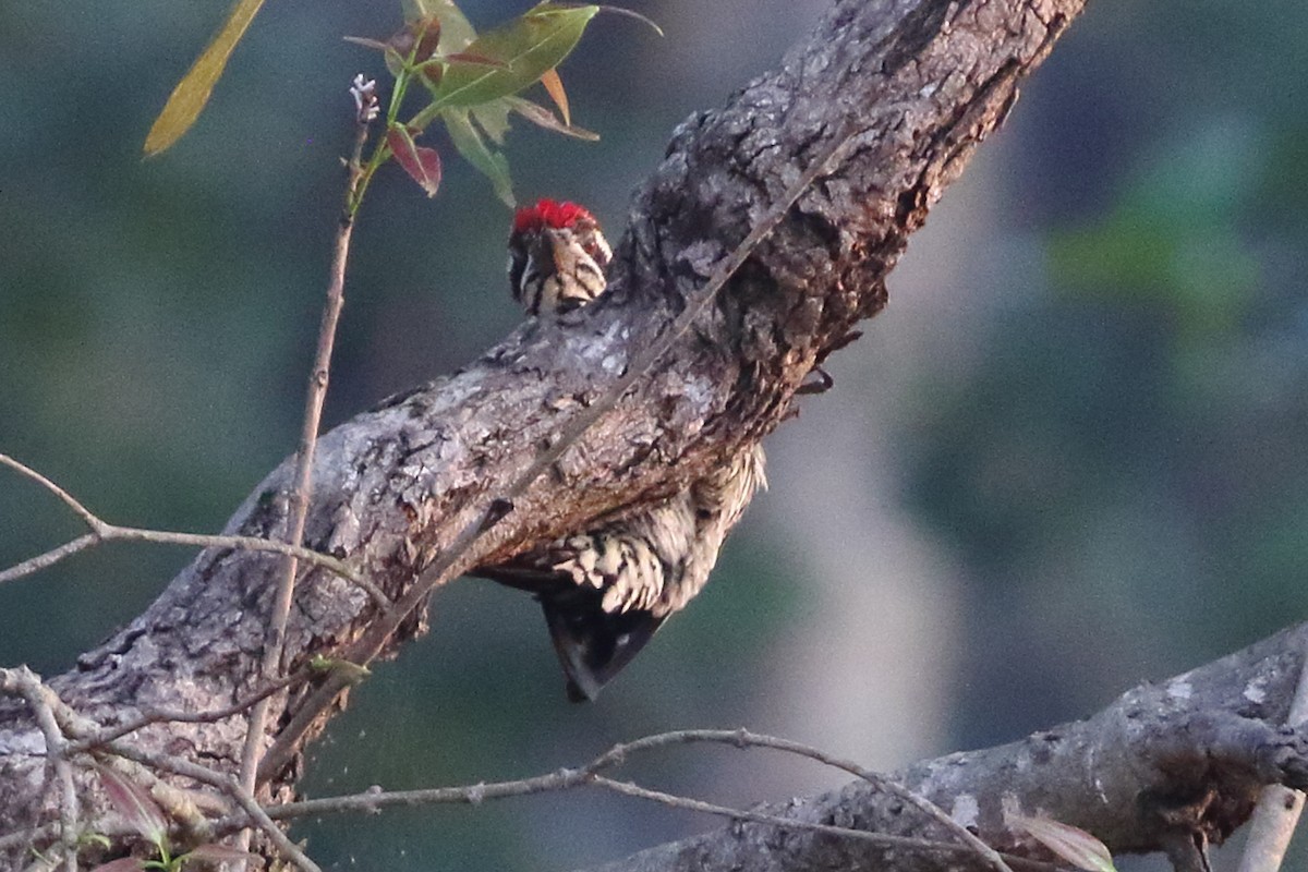 White-naped Woodpecker - ML619244694