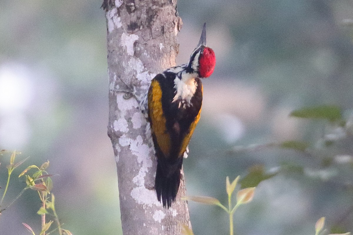 White-naped Woodpecker - ML619244695