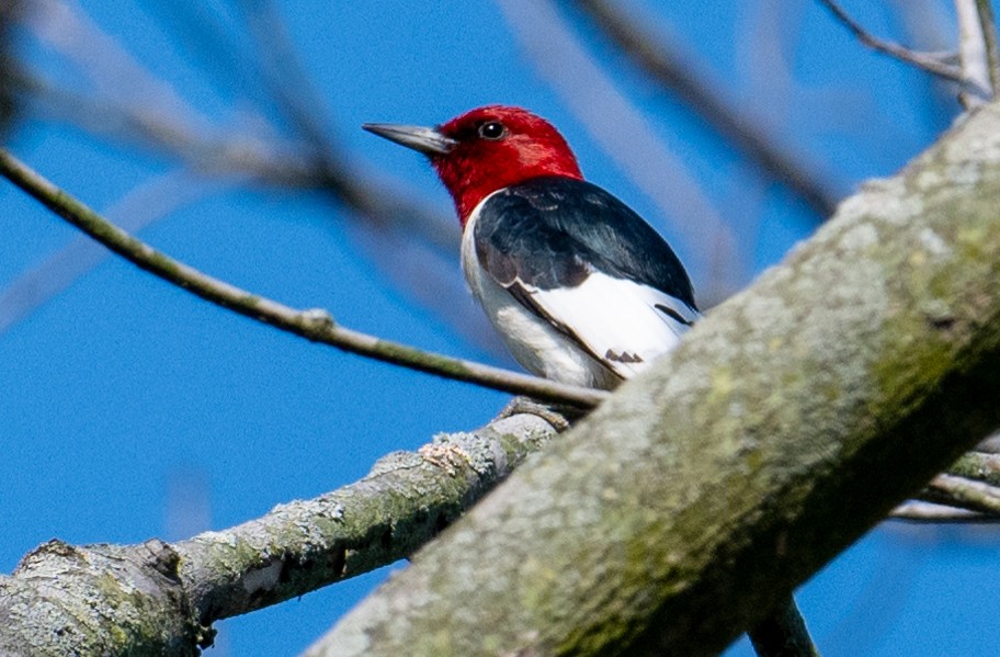 Red-headed Woodpecker - ML619244752