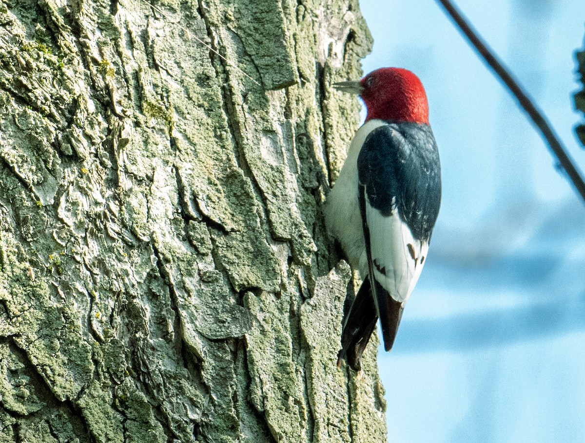 Red-headed Woodpecker - ML619244754