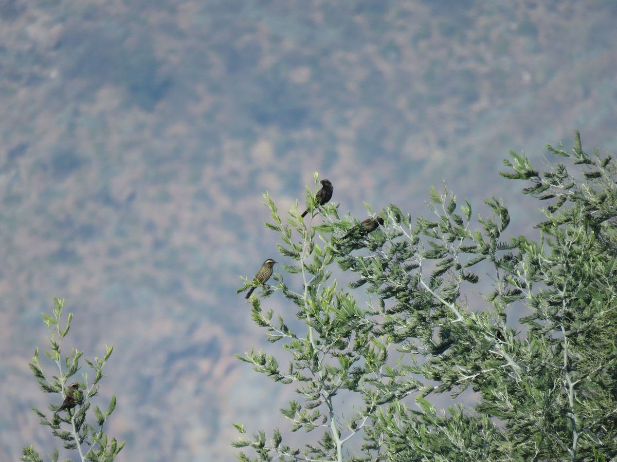 Yellow-winged Blackbird - ML619244783