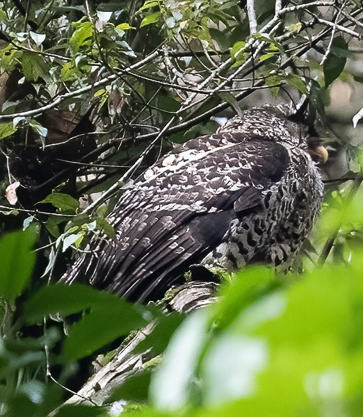 Spot-bellied Eagle-Owl - ML619244787