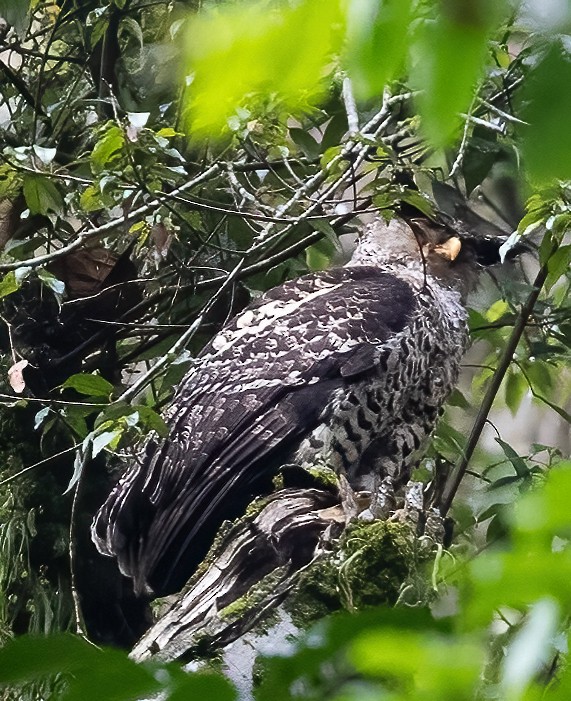 Spot-bellied Eagle-Owl - ML619244788