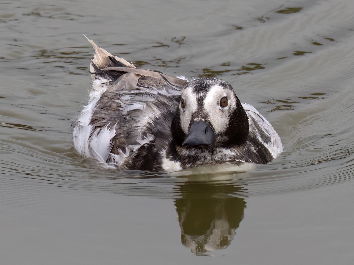 Long-tailed Duck - ML619244836