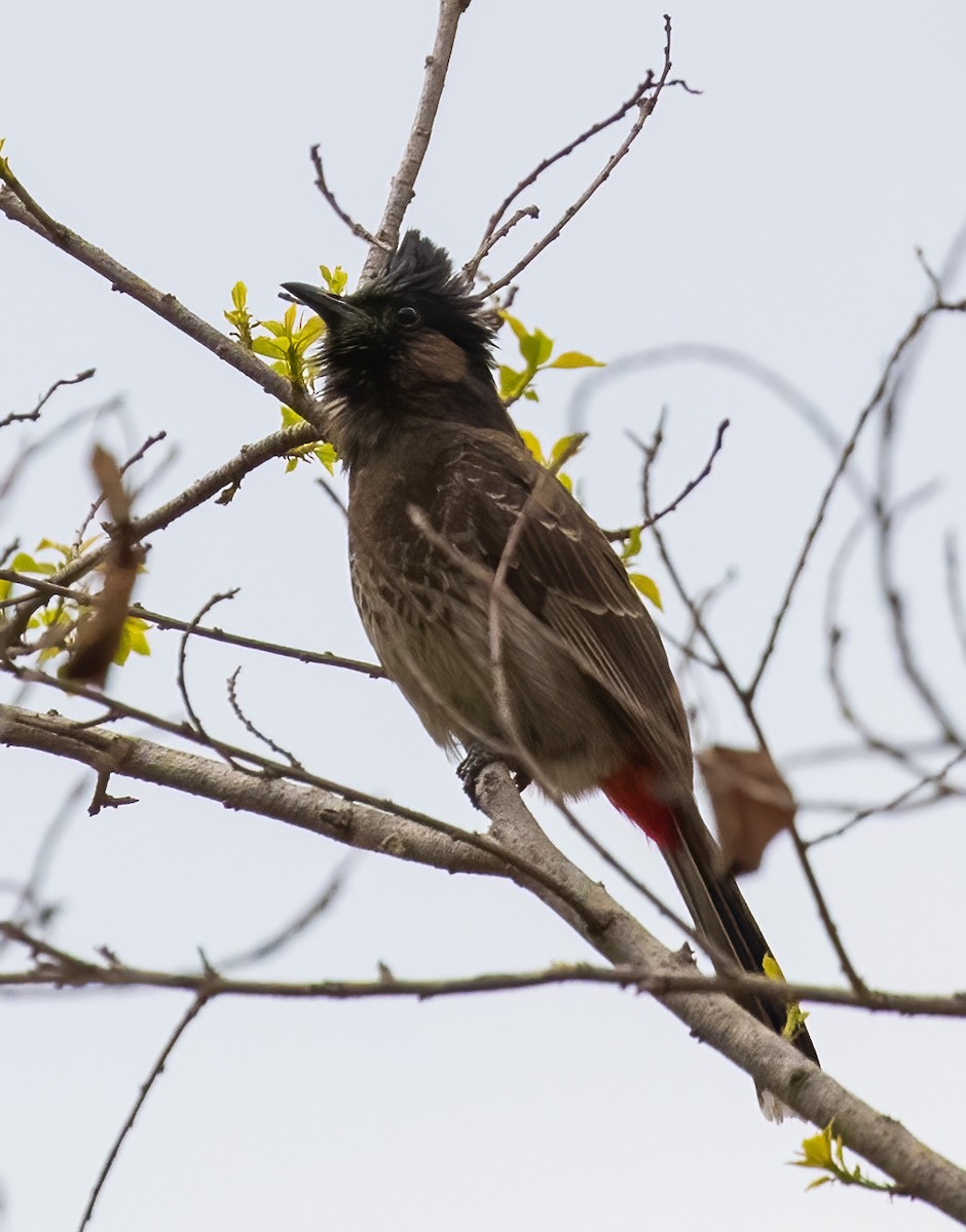 Red-vented Bulbul - ML619244874