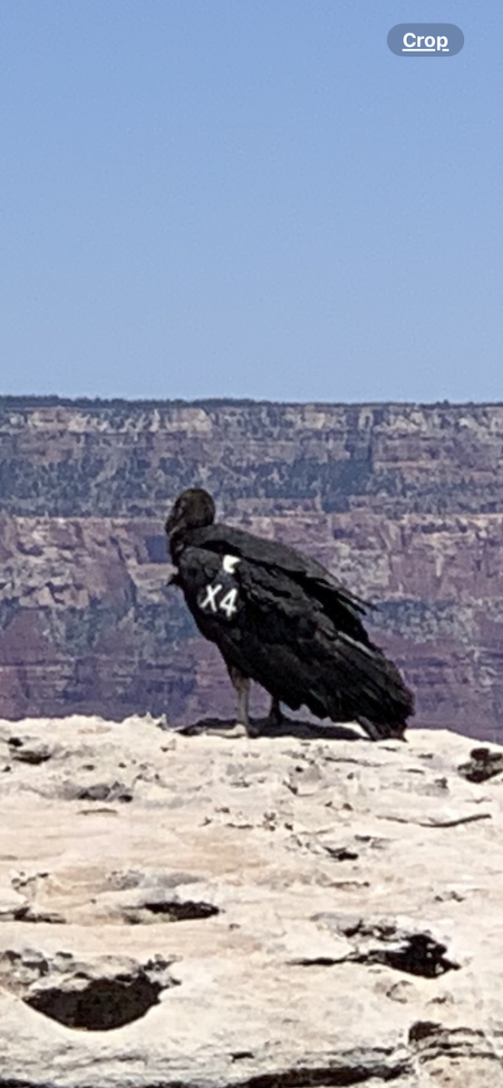 California Condor - ML619244903