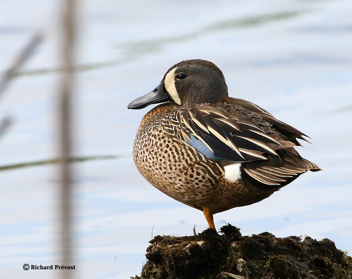 Blue-winged Teal - ML619244904