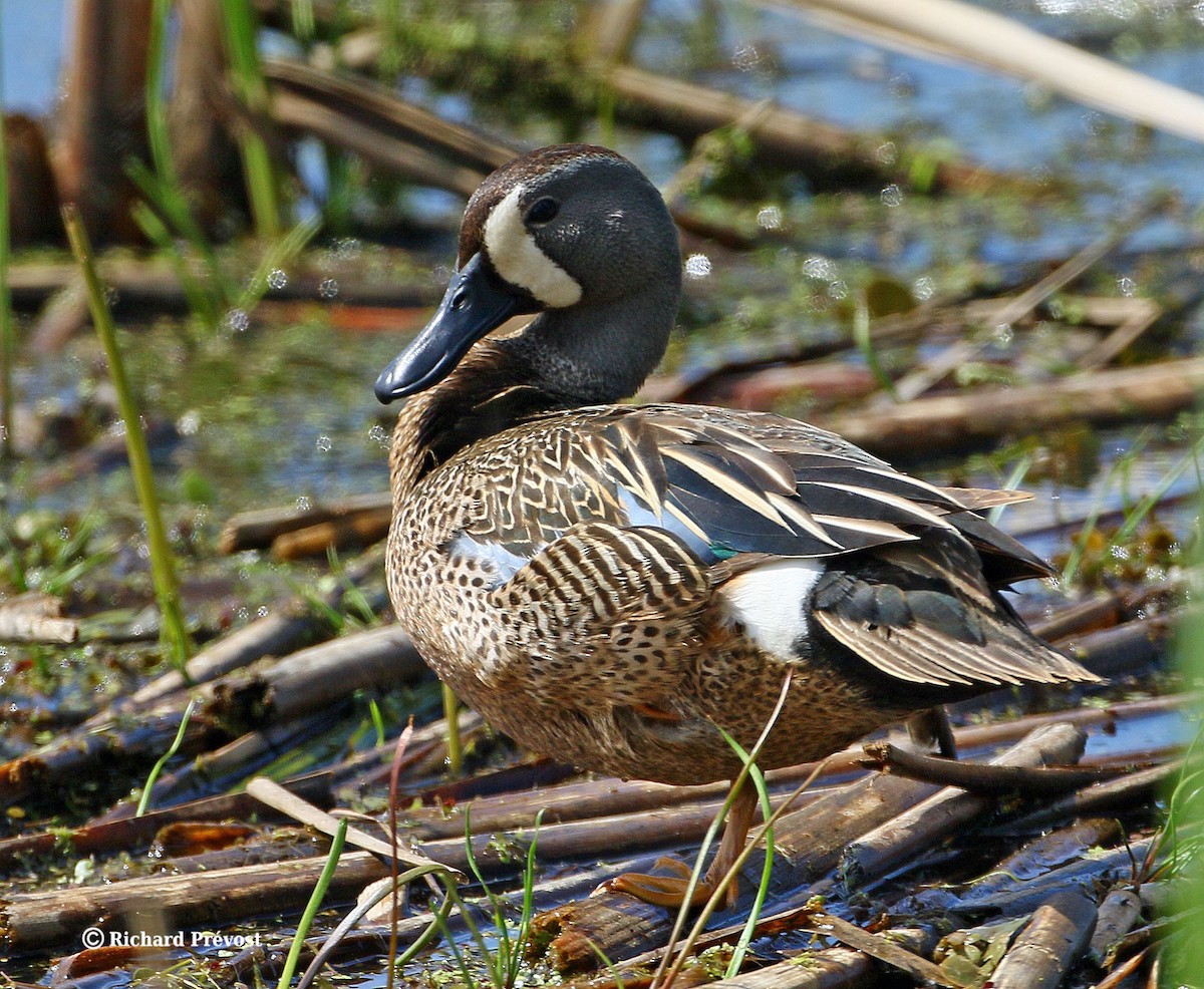 Blue-winged Teal - ML619244905