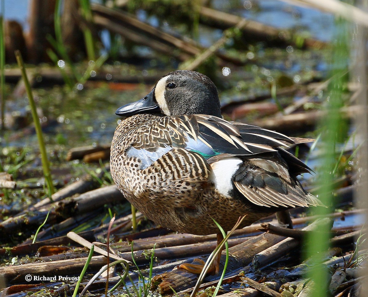 Blue-winged Teal - ML619244906