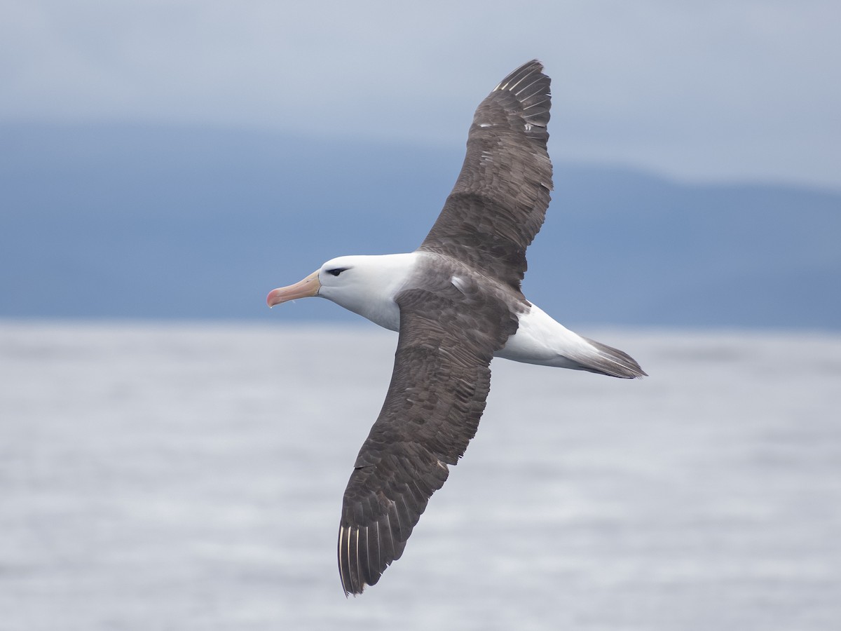 Чернобровый альбатрос - ML619244946