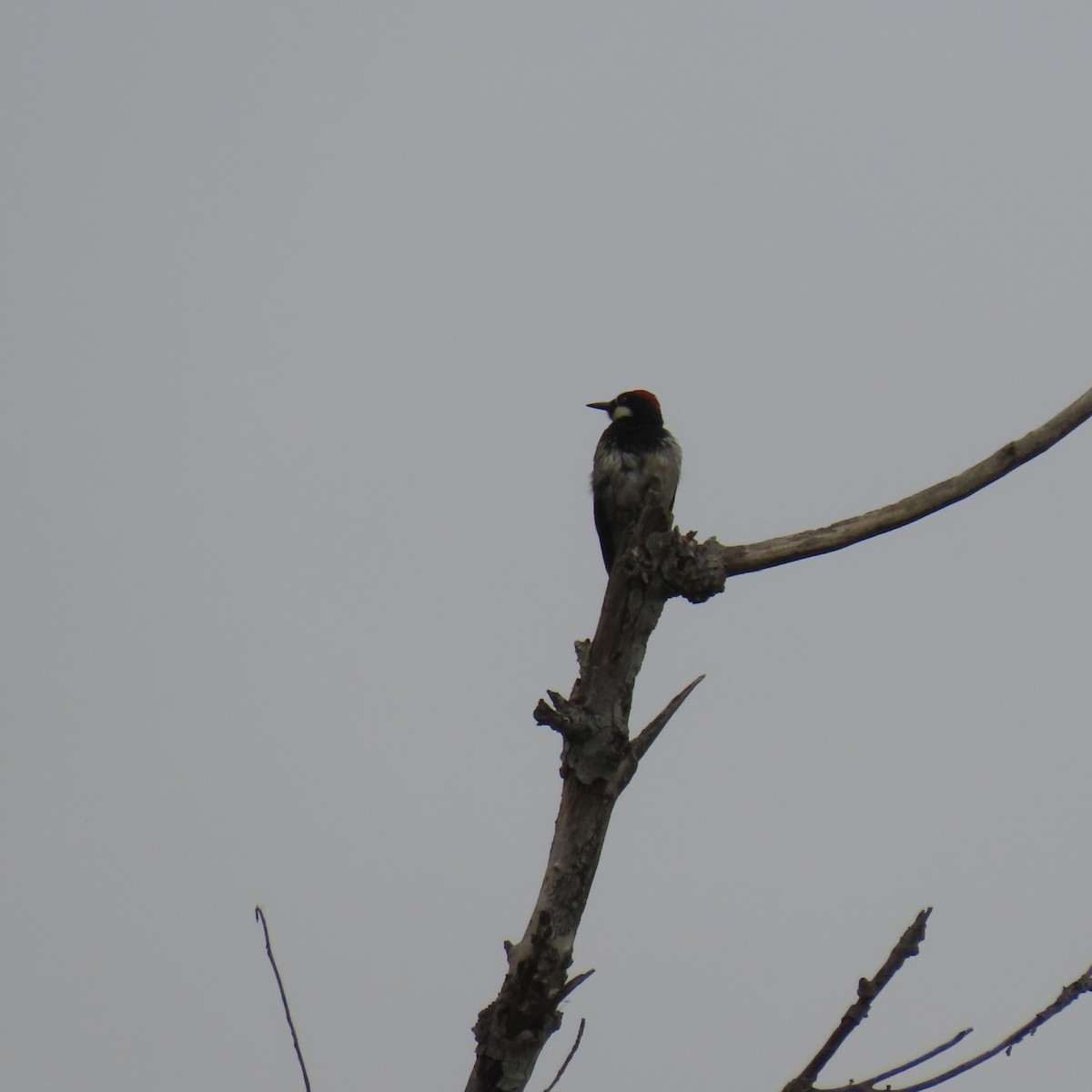 Acorn Woodpecker - ML619244970