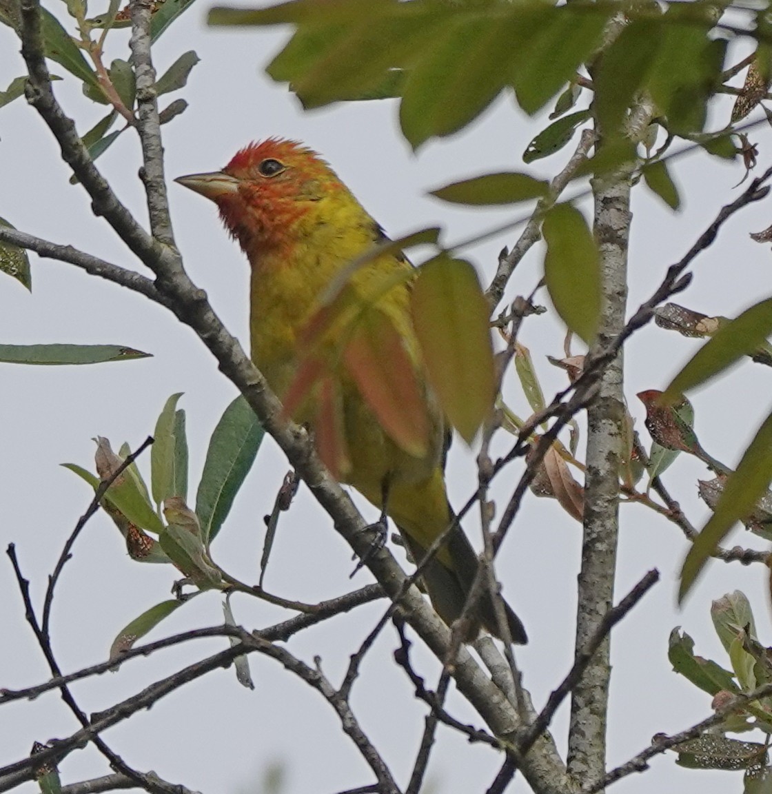Western Tanager - ML619244972