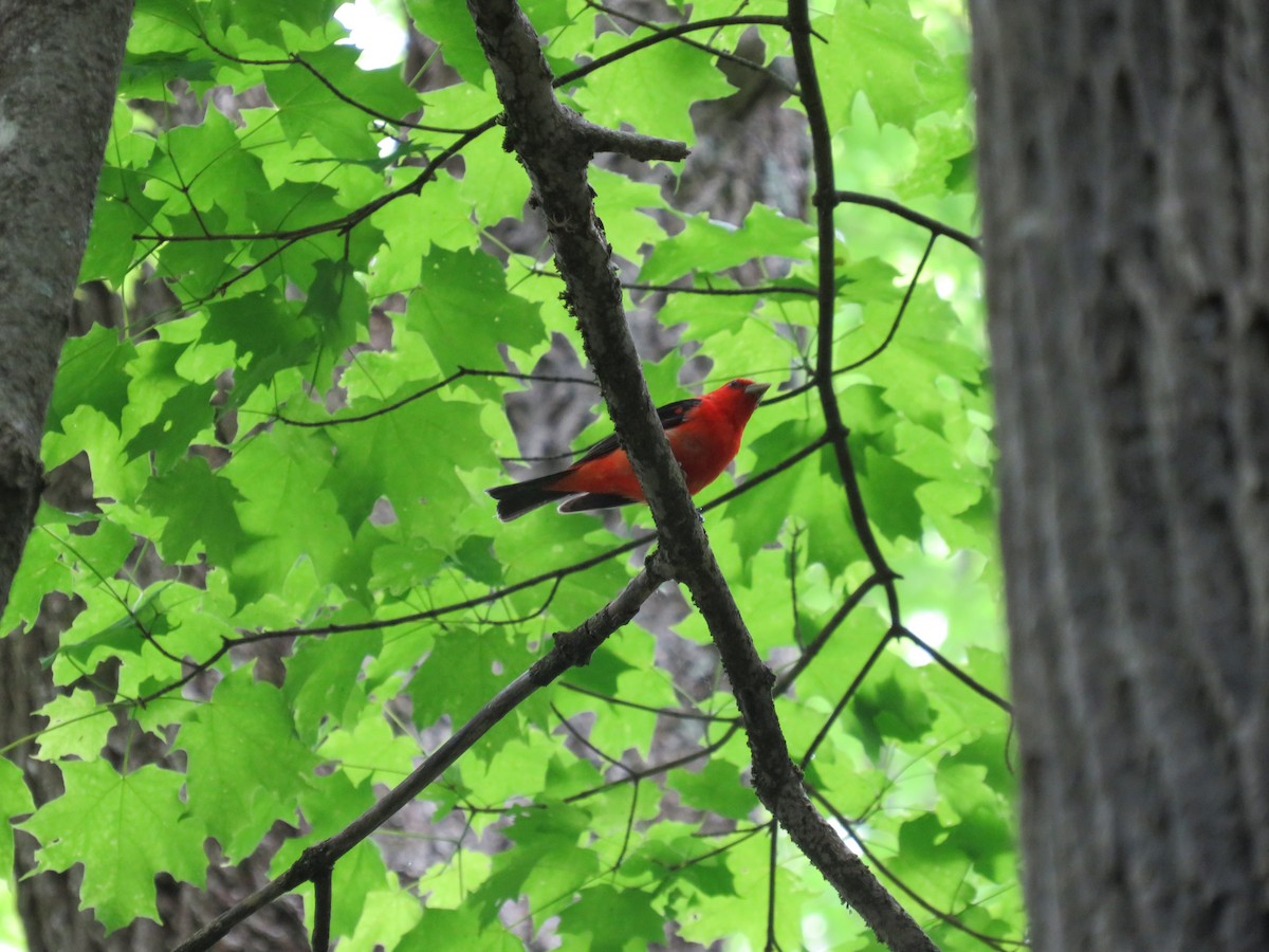 Scarlet Tanager - ML619244988
