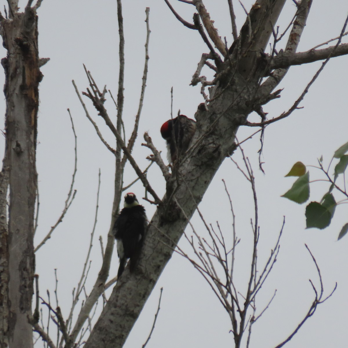 Acorn Woodpecker - ML619244998