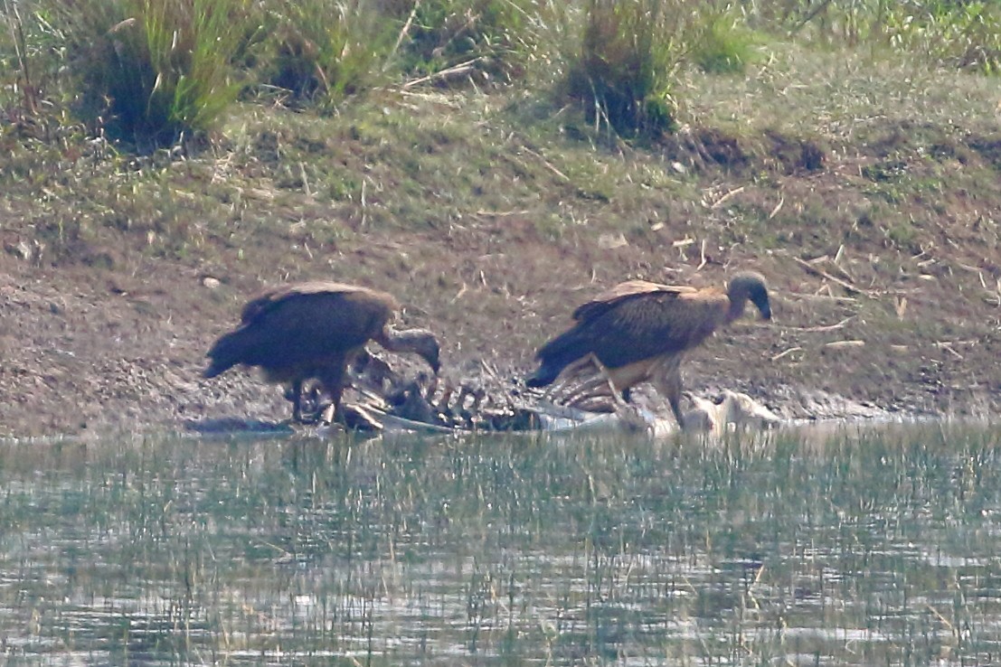 Indian Vulture - ML619245023