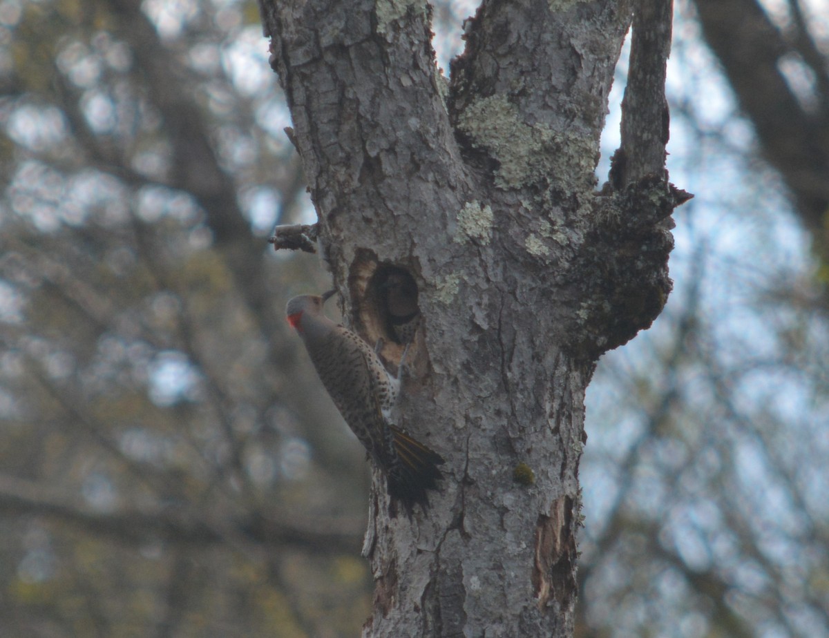 Northern Flicker (Yellow-shafted) - ML619245026