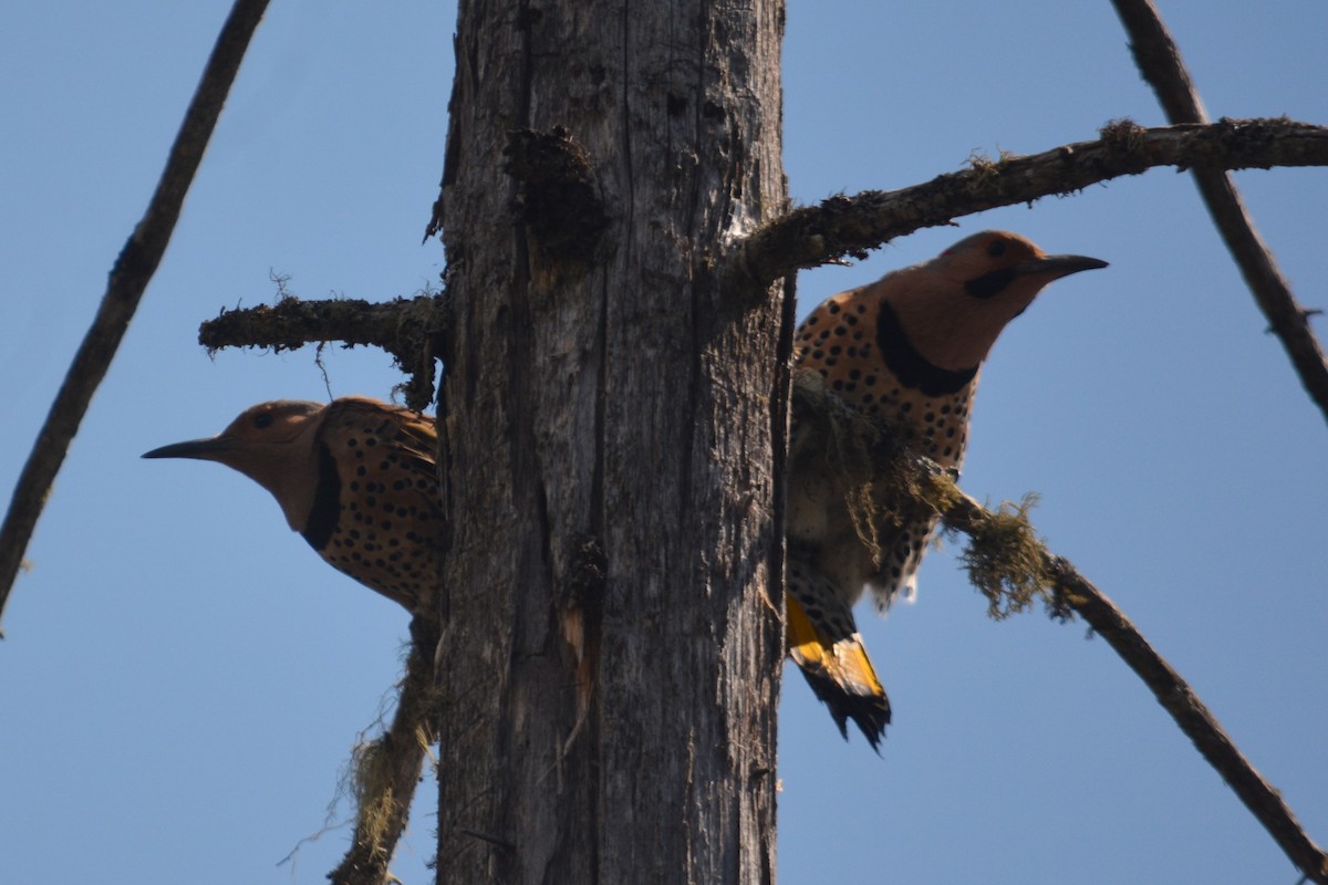 Northern Flicker (Yellow-shafted) - ML619245033