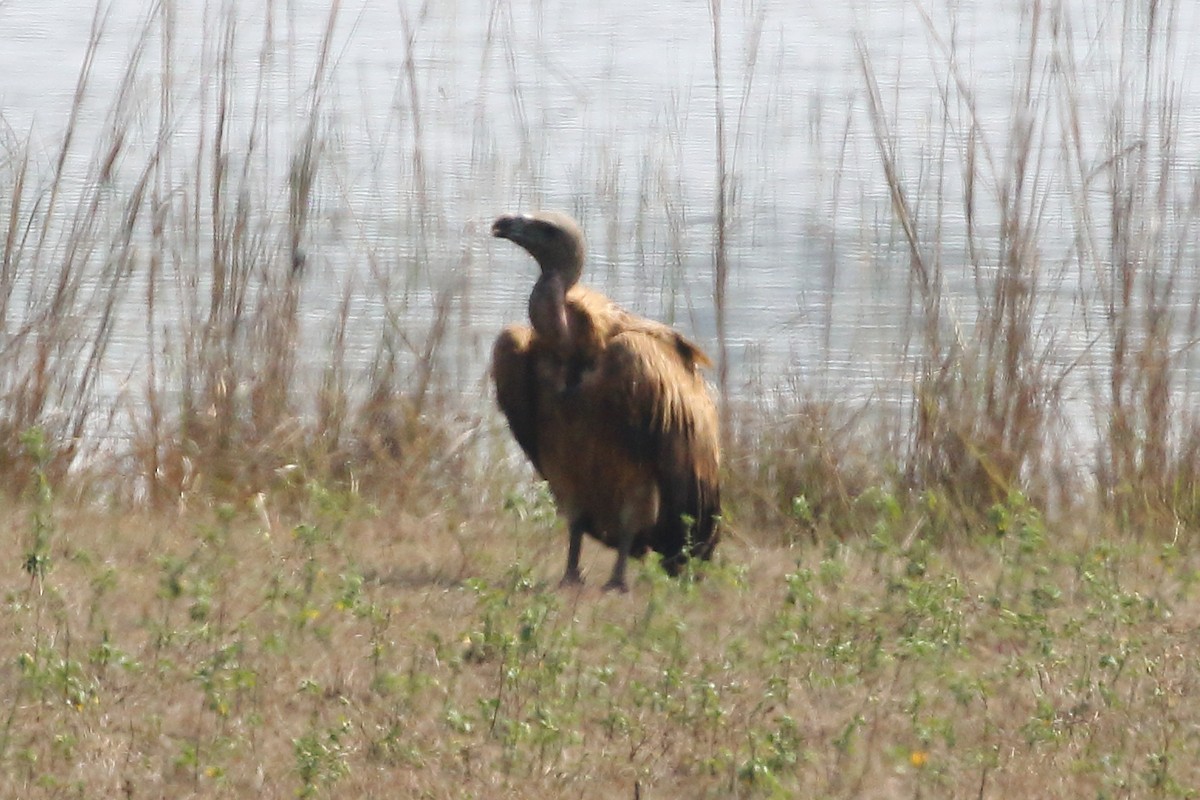 Indian Vulture - ML619245034
