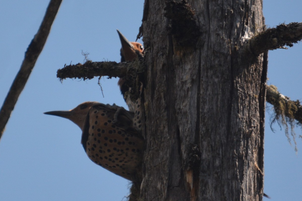 Northern Flicker (Yellow-shafted) - ML619245037