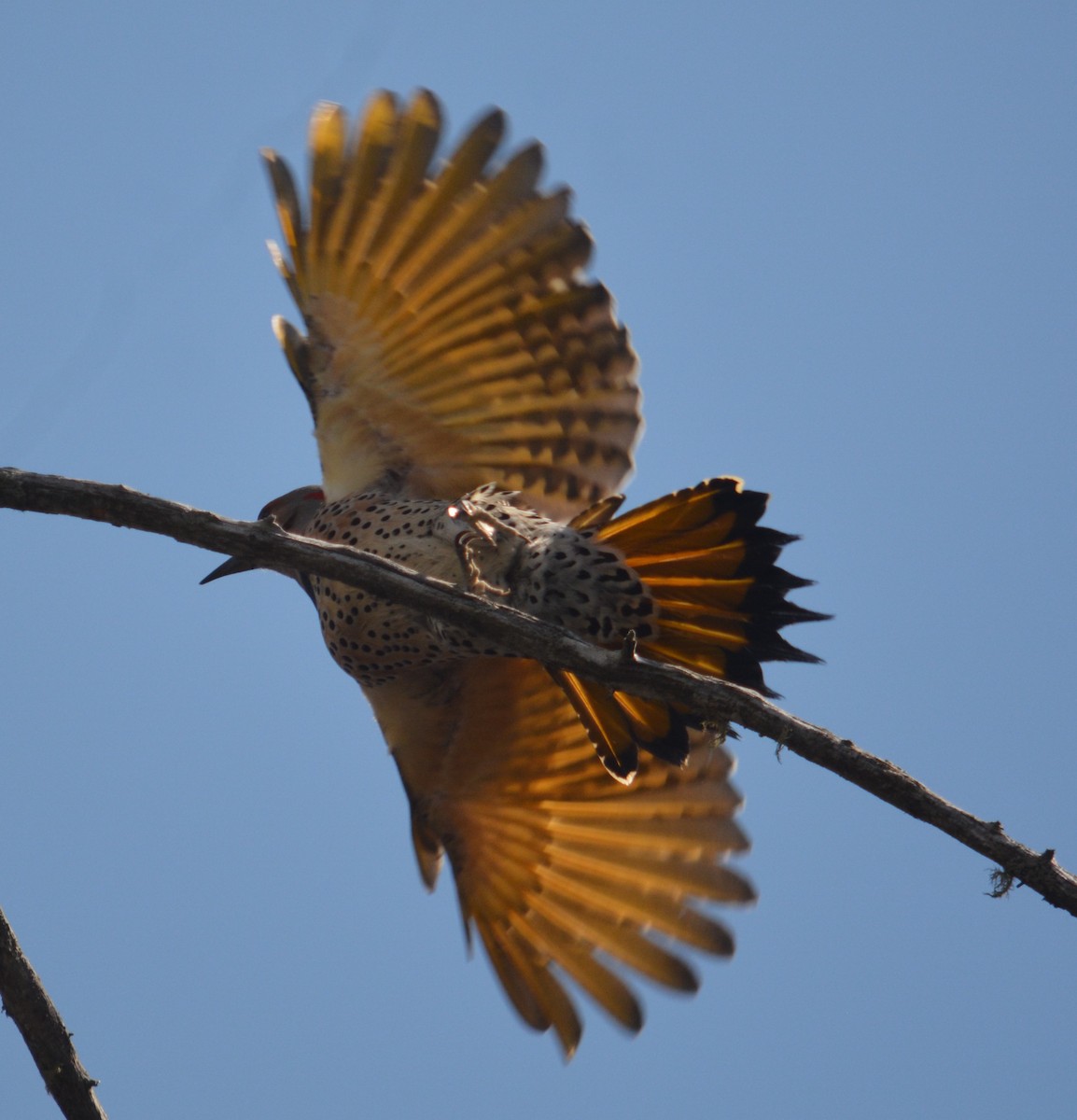 Northern Flicker (Yellow-shafted) - ML619245041