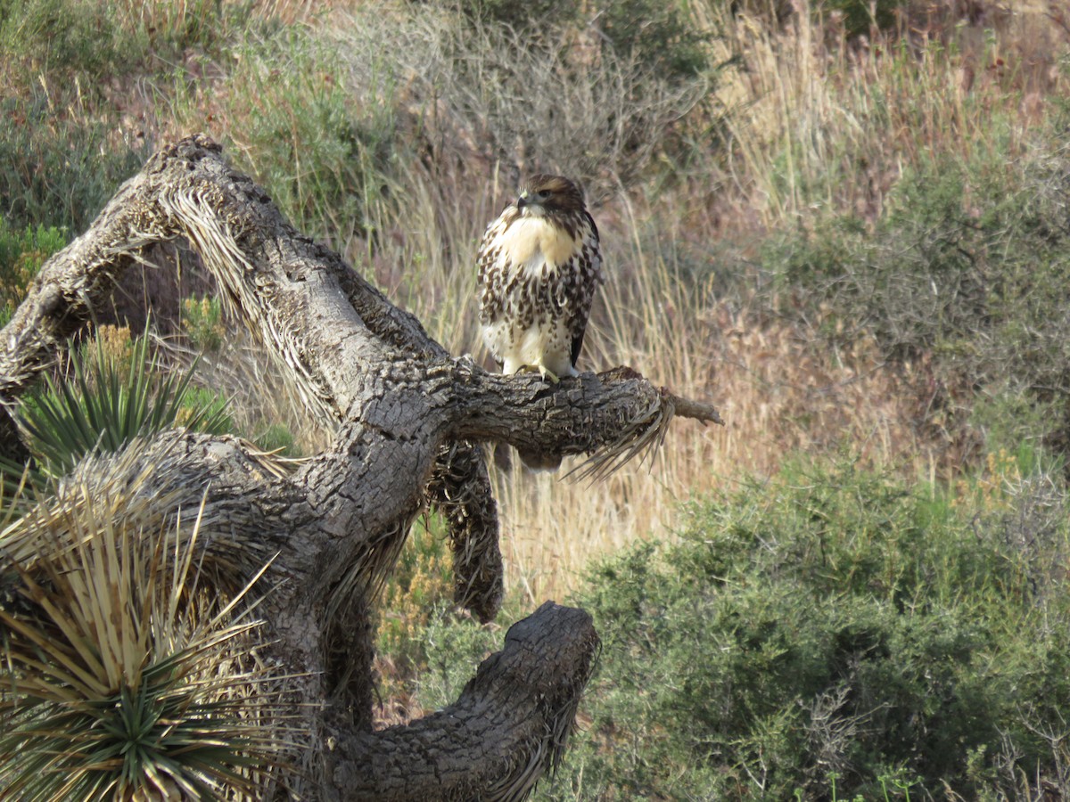 Red-tailed Hawk - ML619245049