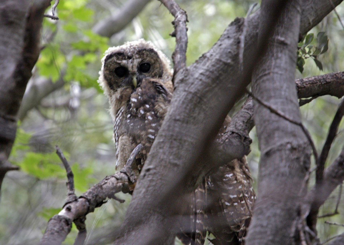 Spotted Owl (Mexican) - ML619245082