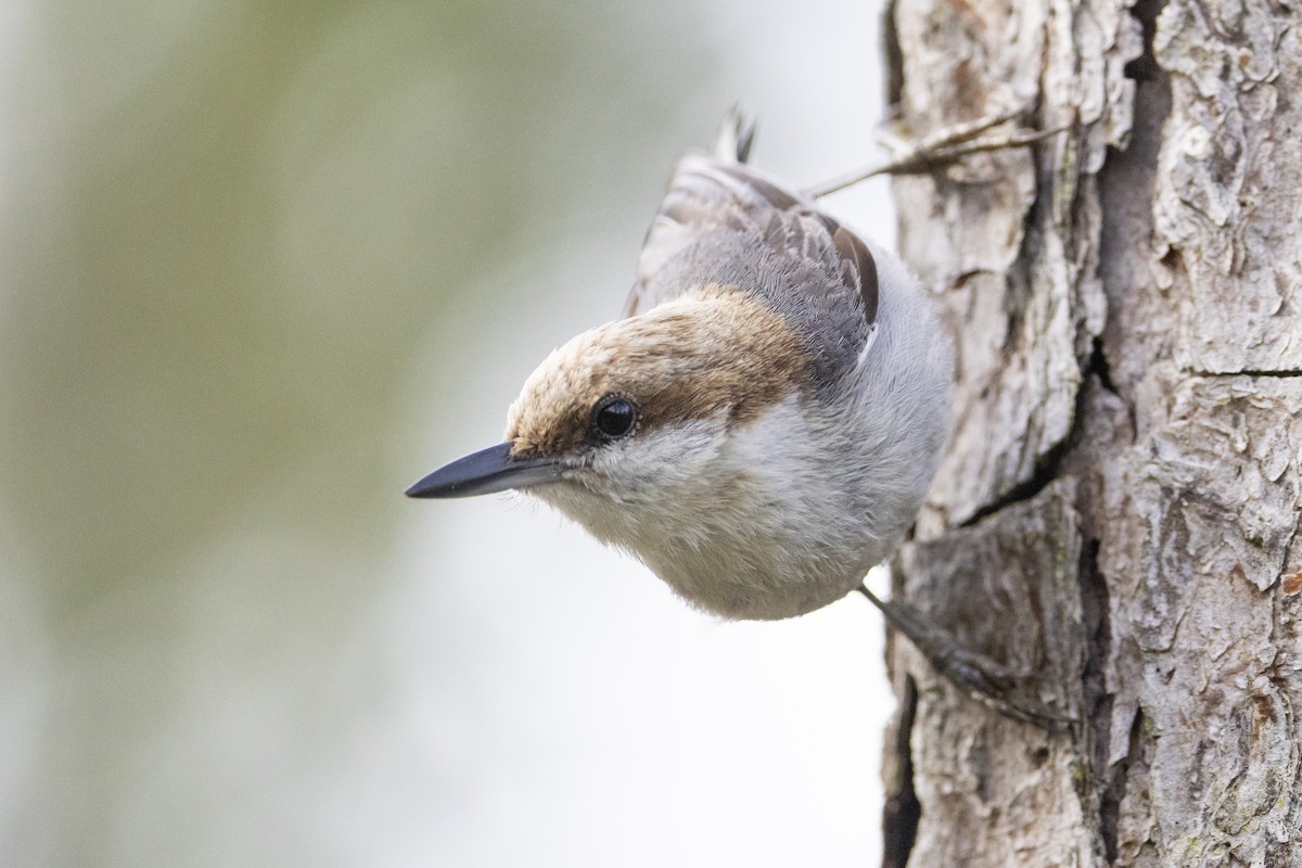 Brown-headed Nuthatch - ML619245094