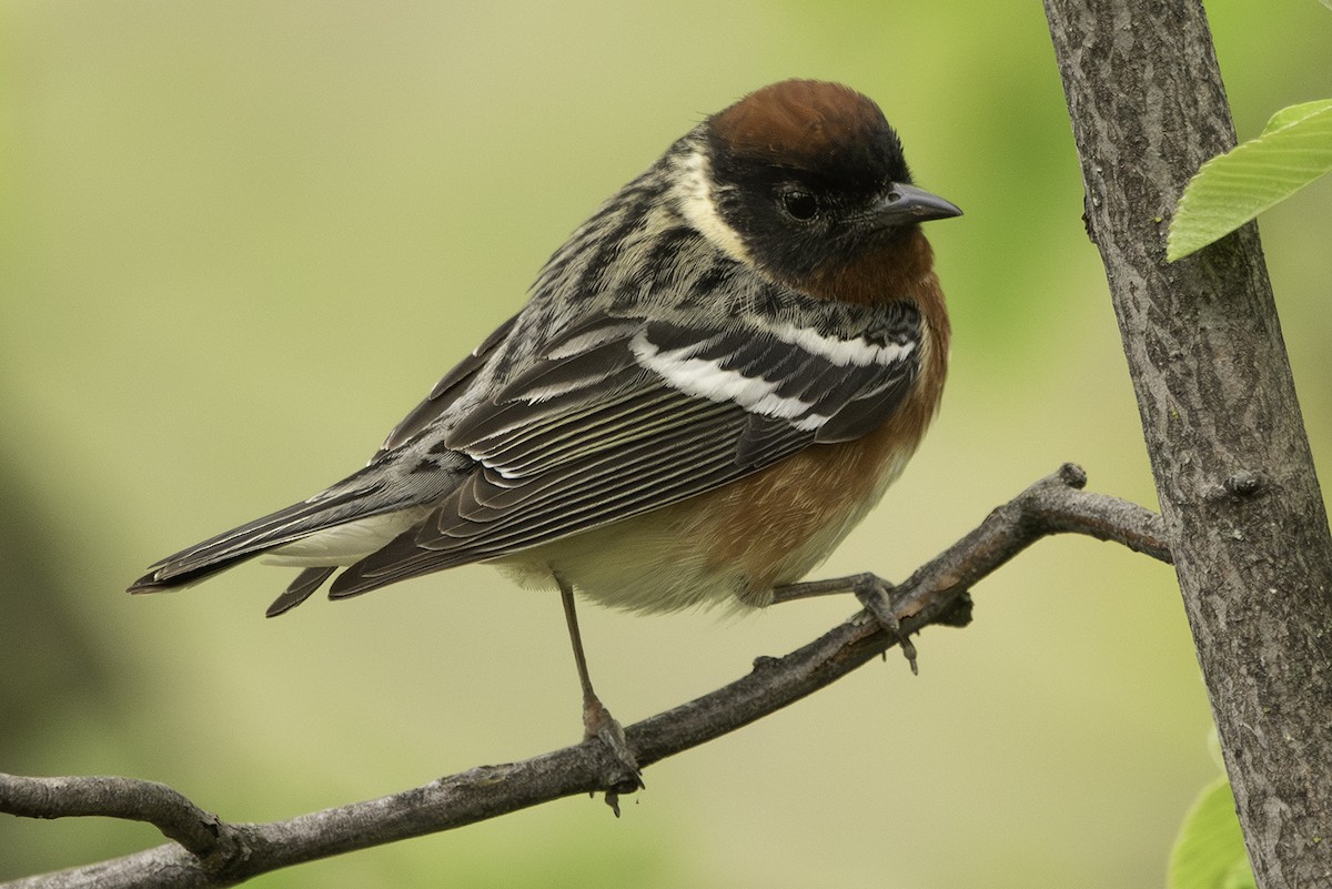 Bay-breasted Warbler - ML619245134