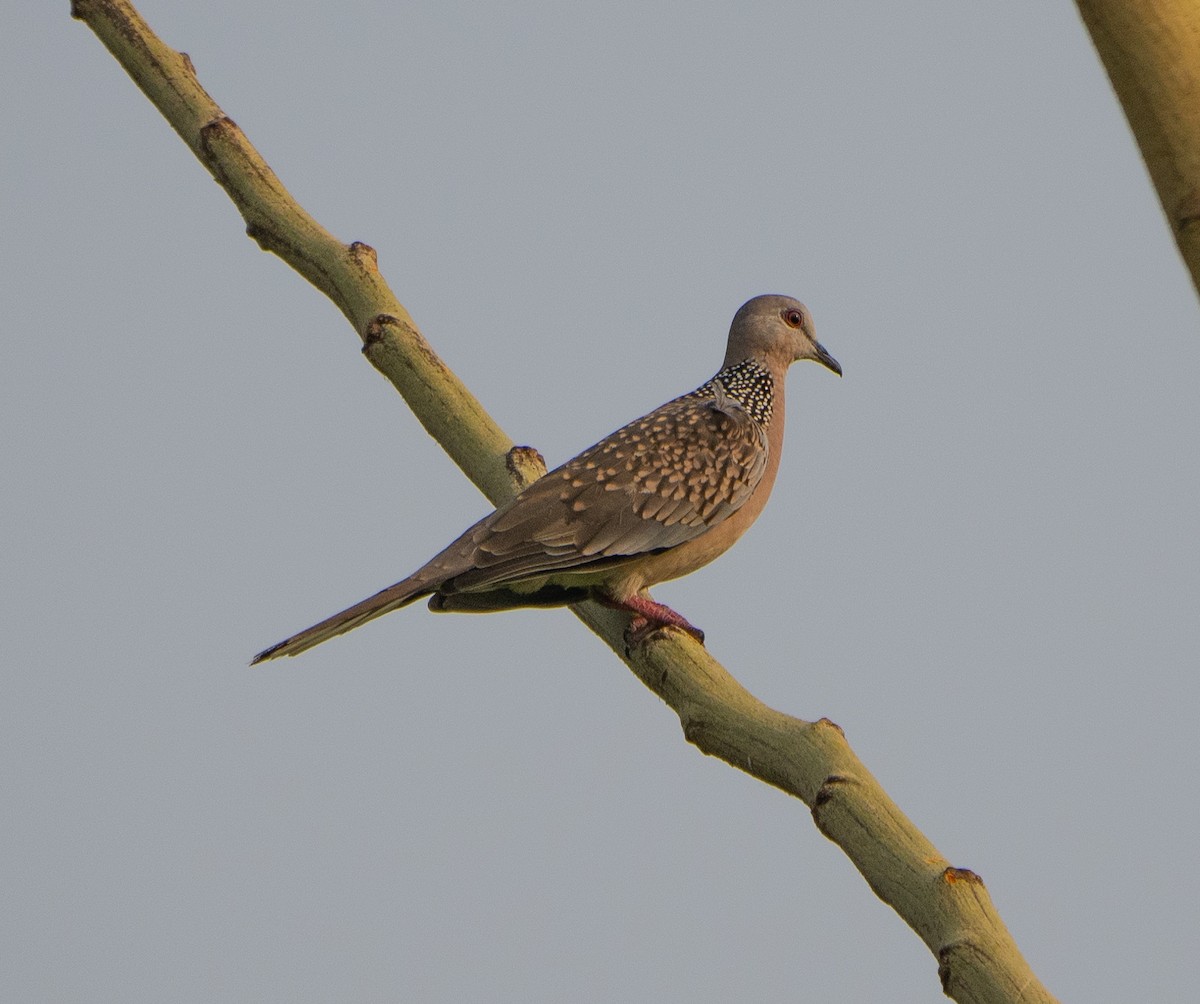 Spotted Dove - ML619245189