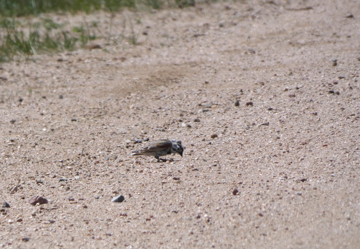 Thick-billed Longspur - ML619245234