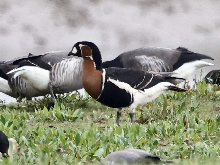 Red-breasted Goose - ML619245276