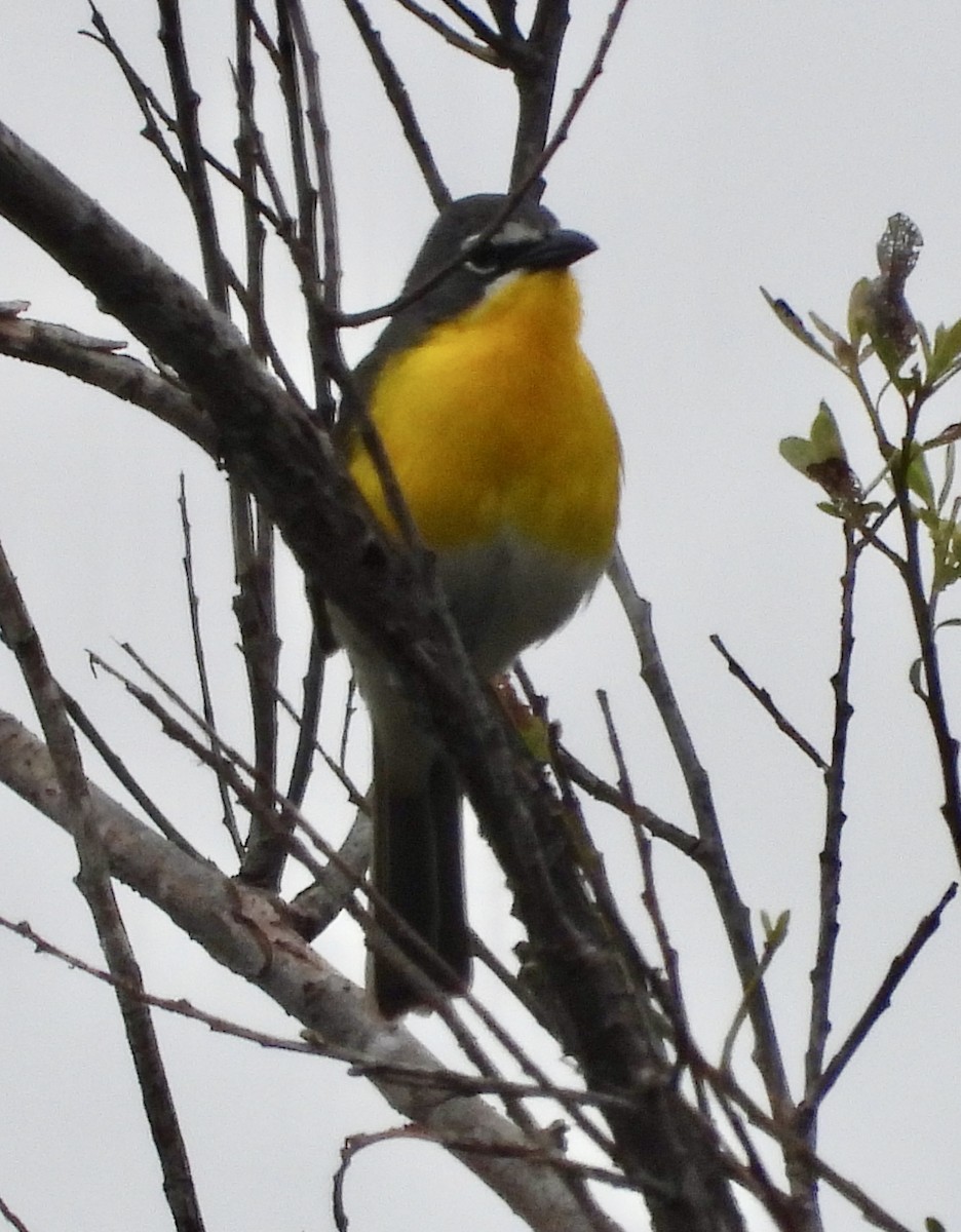 Yellow-breasted Chat - ML619245347