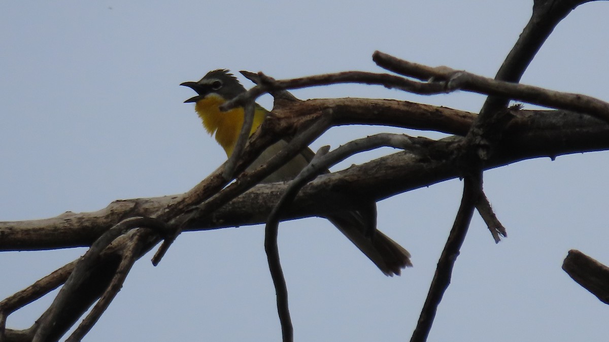 Yellow-breasted Chat - ML619245430