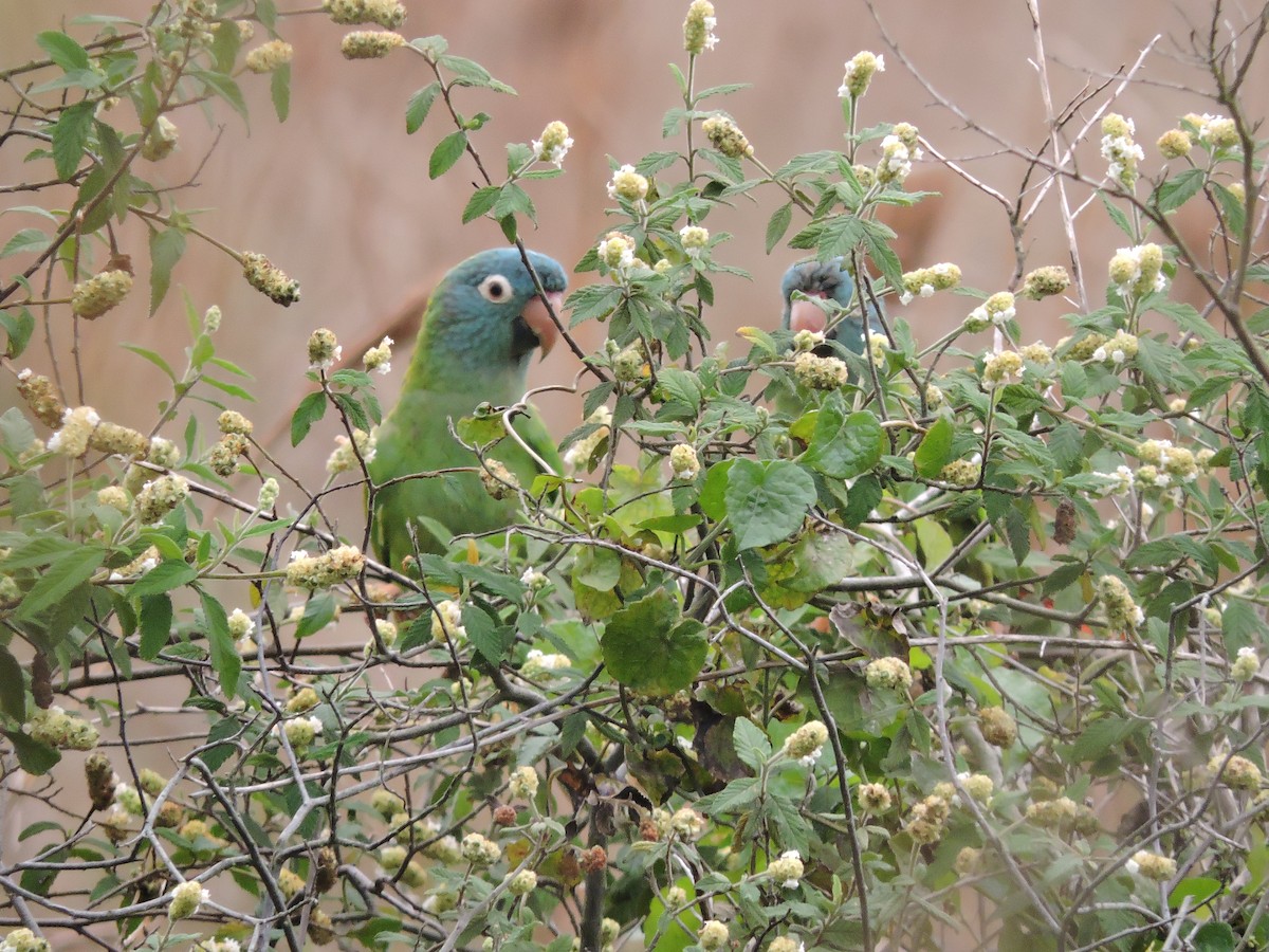Blue-crowned Parakeet - ML619245458