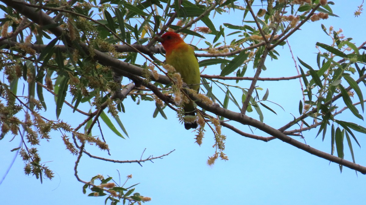 Western Tanager - ML619245479